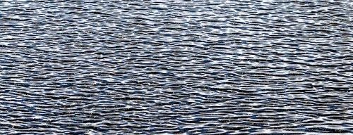 Wind ripples on the water